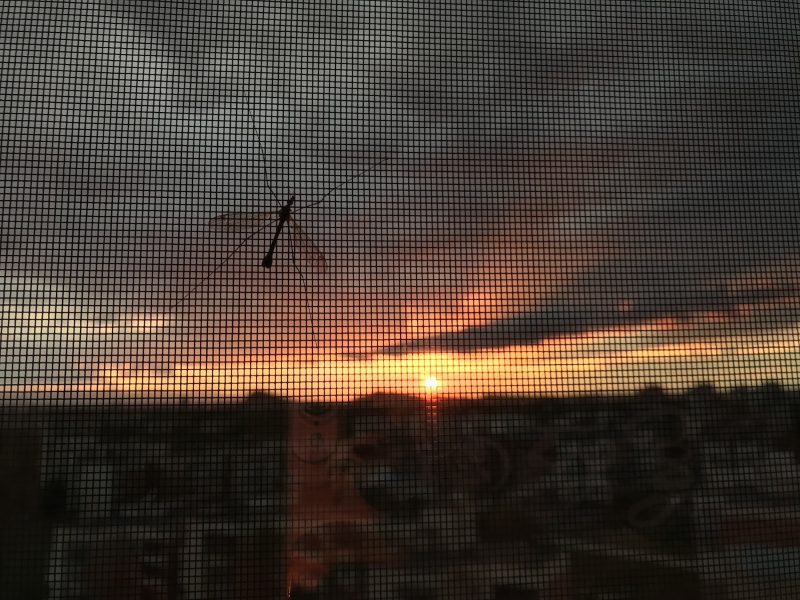 Sunset || Cloudy sky || Mosquito || Mosquitoes || Sunrise || Golden hour || Beautiful || Net